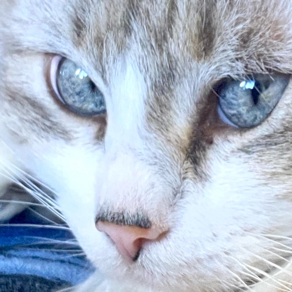 CALIFORNIA DREAMING TEE vintage 70’s- one day sale - Picture 2 of 12